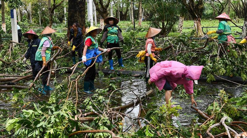 Nach Taifun: Zahl der Toten und Vermissten in Vietnam steigt Hunderttausende Bäume wurden den Angaben zufolge entwurzelt.