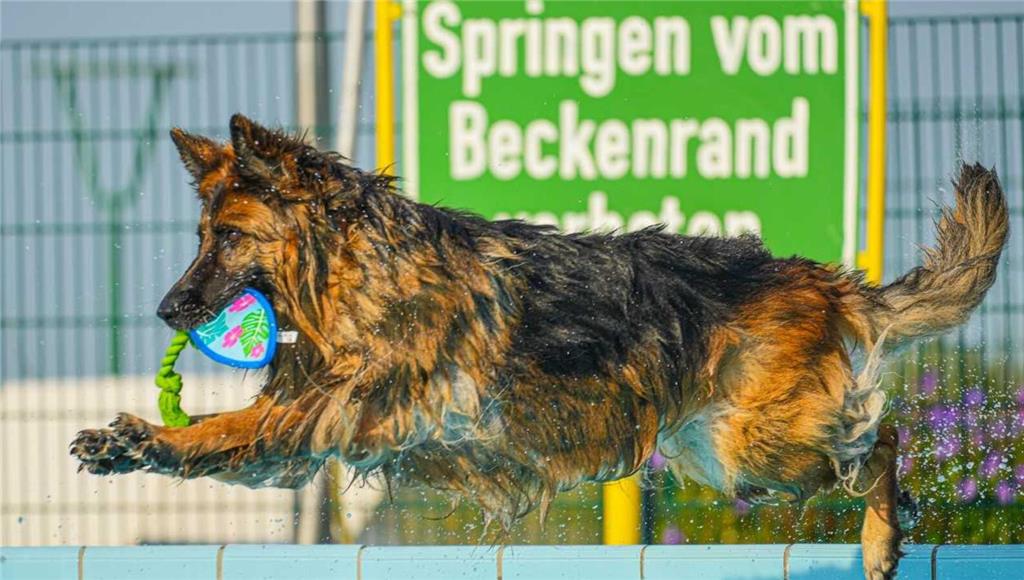 Hundeschwimmen im Freibad Hollern-Twielenfleth. "Der abgebildete Akteur leidet u...