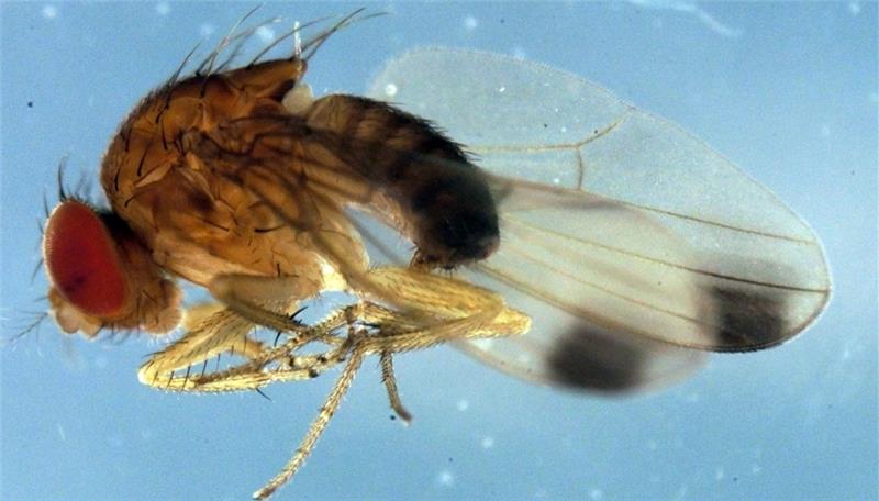 Hungrige Invasorin: Das ist eine Makroaufnahme der Kirschessigfliege .