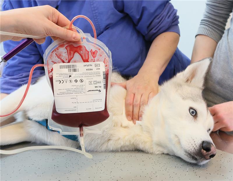 Husky Sirius bekommt Blut für eine Spende abgenommen. Foto: dpa/Stephanie Pilick