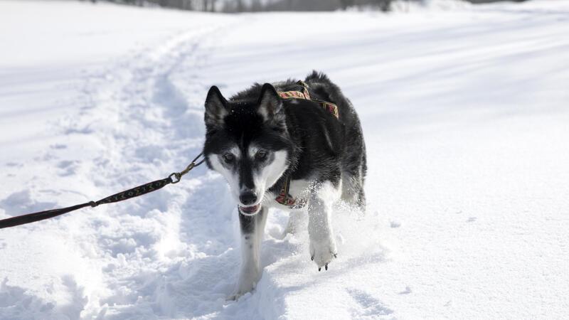 Huskys lieben Schnee und Kälte, ihnen wird garantiert nicht kalt. Mäntel haben auf diesen Hunden nichts verloren.