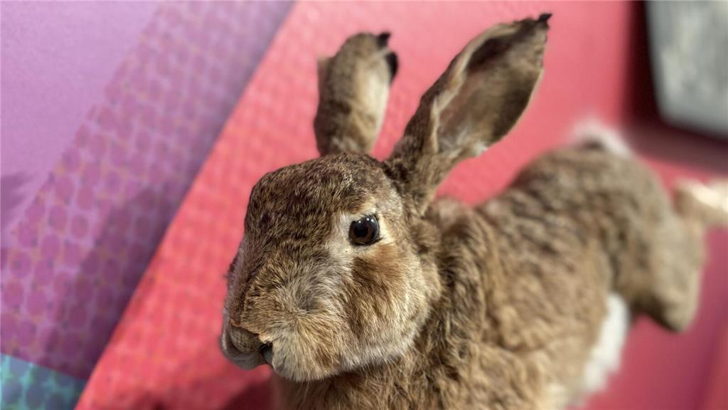 "Ich bin ziemlich aus der Puste. In der neuen Buxtehuder Ausstellung läuft es si...