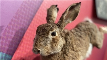 "Ich bin ziemlich aus der Puste. In der neuen Buxtehuder Ausstellung läuft es sich zwar ganz gut. Aber der Igel ist natürlich trotzdem schneller."Hase, im Buxtehude Museum, am Mittwoch, 26. November 2025.