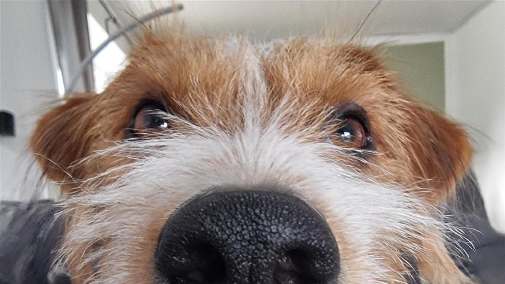 "Ich stecke gerne überall meine Nase rein. Bei Frauchen Jenni gehört Zeitung les...