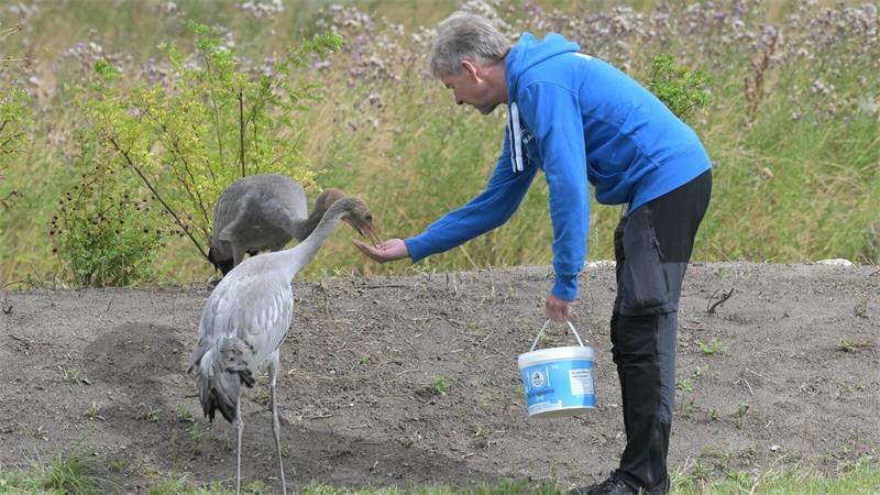 Kranichzentrum erhält unverhofft Schützlinge Ida und Michel Ida und Michel picken aus Nowalds Hand und lassen sich sogar berühren.