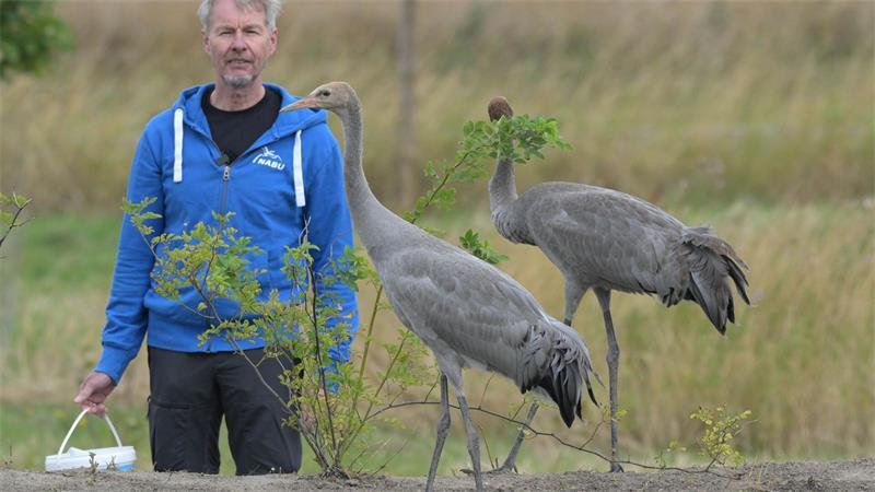 Kranichzentrum erhält unverhofft Schützlinge Ida und Michel Ida und Michel sind zwar nicht verwandt, lieben sich aber nach Aussage Nowalds.