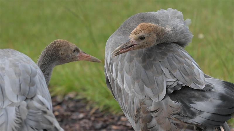 Ida und Michel wurden früh auf Menschen geprägt und können deshalb nicht ausgewildert werden.