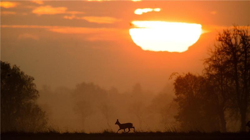 Nach der Zeitumstellung steigt Gefahr für Wildunfälle an Idylle im Herbst? Gewiss, aber durch die Zeitumstellung erhöht sich auch das Unfallrisiko durch Wildwechsel.