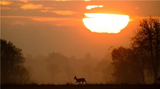 Nach der Zeitumstellung steigt Gefahr für Wildunfälle an Idylle im Herbst? Gewiss, aber durch die Zeitumstellung erhöht sich auch das Unfallrisiko durch Wildwechsel.