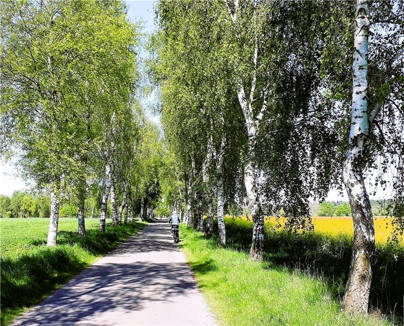 Idyllische Birkenallee bei Bargstedt. Foto: Hans-Joachim Dammann