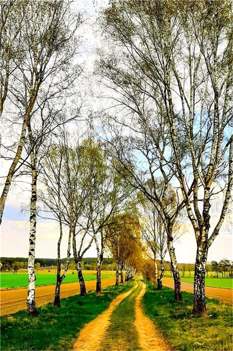 Idyllische Birkenalleen wie diese hier in Tütsberg finden sich auch im Norden von Buxtehude. Foto: Hans-Joachim Dammann