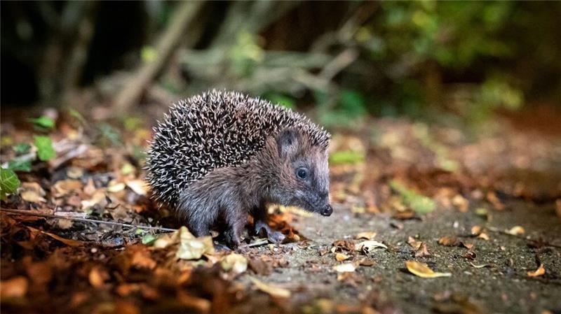 Nabu: Igel brauchen jetzt noch nicht unbedingt Hilfe Igel können bei milden Temperaturen noch bis Ende Dezember unterwegs sein. (Archivbild)
