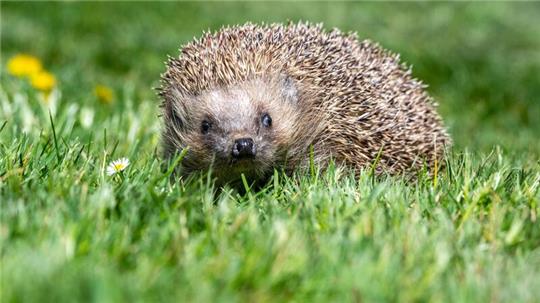 Igel sind besonders gefährdet.