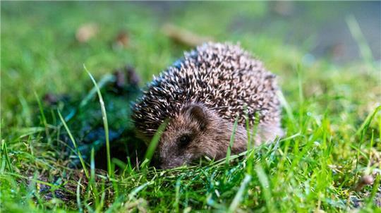 Igel stehen in Deutschland unter strengem Schutz und dürfen weder gefangen noch verletzt werden.