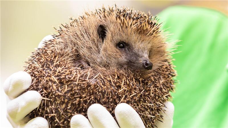Igel stehen inzwischen auf der Vorwarnliste zur Roten Liste für vom Aussterben bedrohte Tierarten.