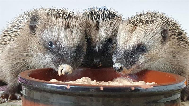 Igel stehen unter strengem Naturschutz.
