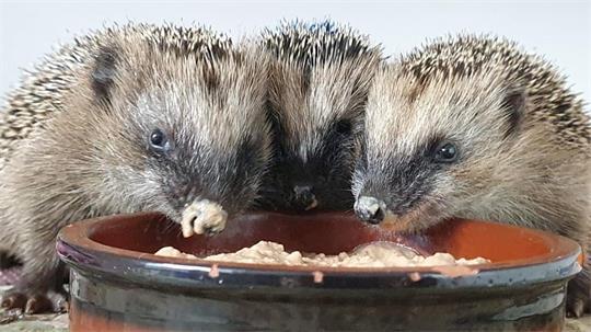 Igel stehen unter strengem Naturschutz.