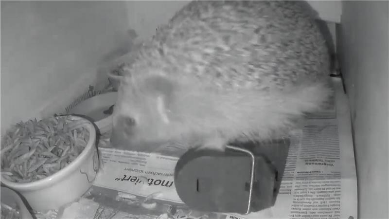 Qualvoller Tod droht: Igel in Mausefalle gefangen Igelin Hellma ist schon der zweite Igel mit einer Schnappfalle am Fuß, den Igel-Pflegerin Nicola Schulz in nur wenigen Tagen in ihrem Futterhaus entdeckt hat.