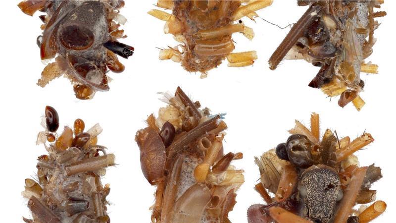 Knochensammler-Raupe trägt Überreste ihrer Beute als Tarnung Ihr Tarngewand aus ungenießbaren Körperteilen ihrer Insektenbeute kuratiert und konstruiert die Knochensammler-Raupe äußerst sorgfältig.