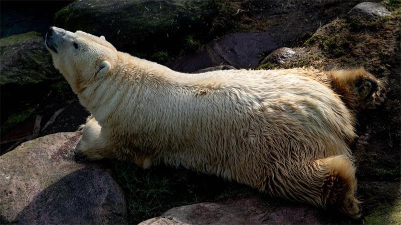 „Ihr Tod hinterlässt eine große Lücke“, betont der Tierpark. (Archiv)