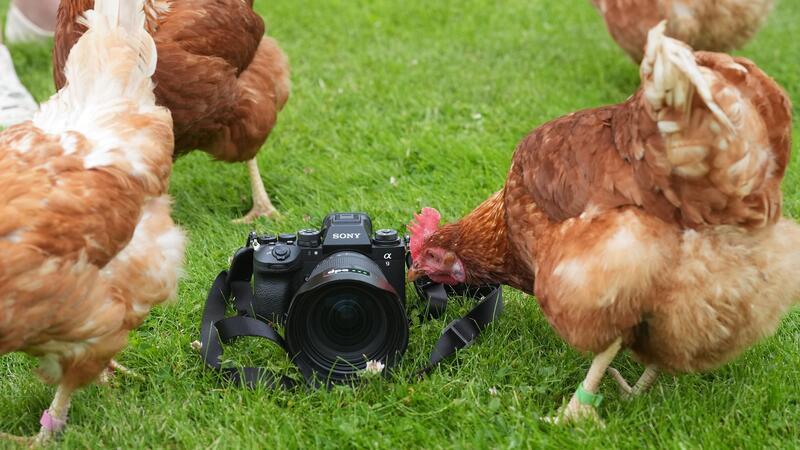 „Rettet das Huhn“: Frau betreibt Gnadenhof für Geflügel Ihr bisheriges Leben haben die Tiere in Massentierhaltung verbracht - nun können sie frei herumlaufen .