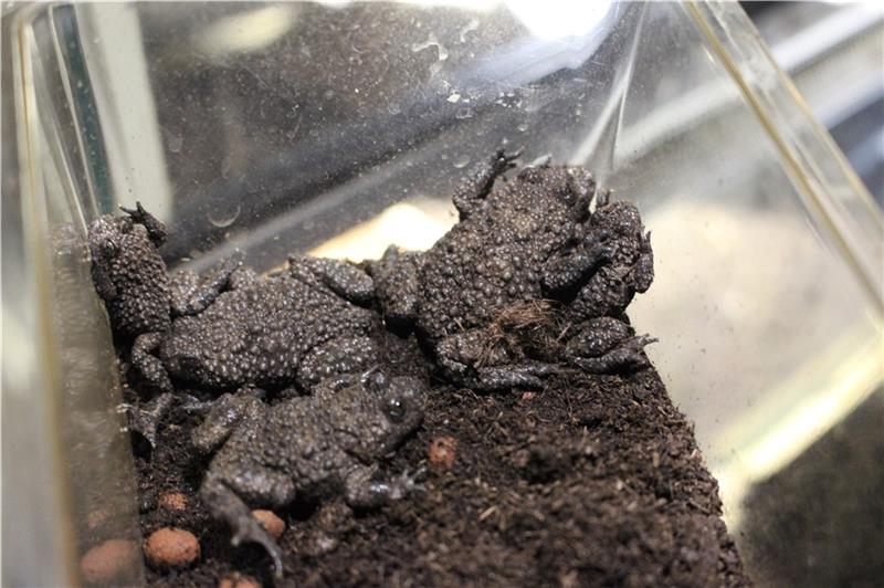 Ihren namensgebenden gelben Bauch zeigen die Gelbbauchunken gerade nicht.