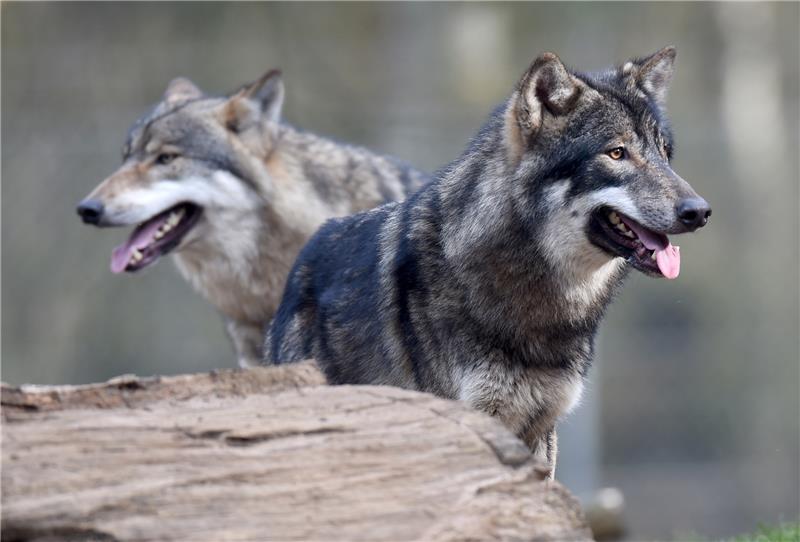 Illustration: Zwei Wölfe in einem Wildpark im Gehege. Carsten Rehder/dpa