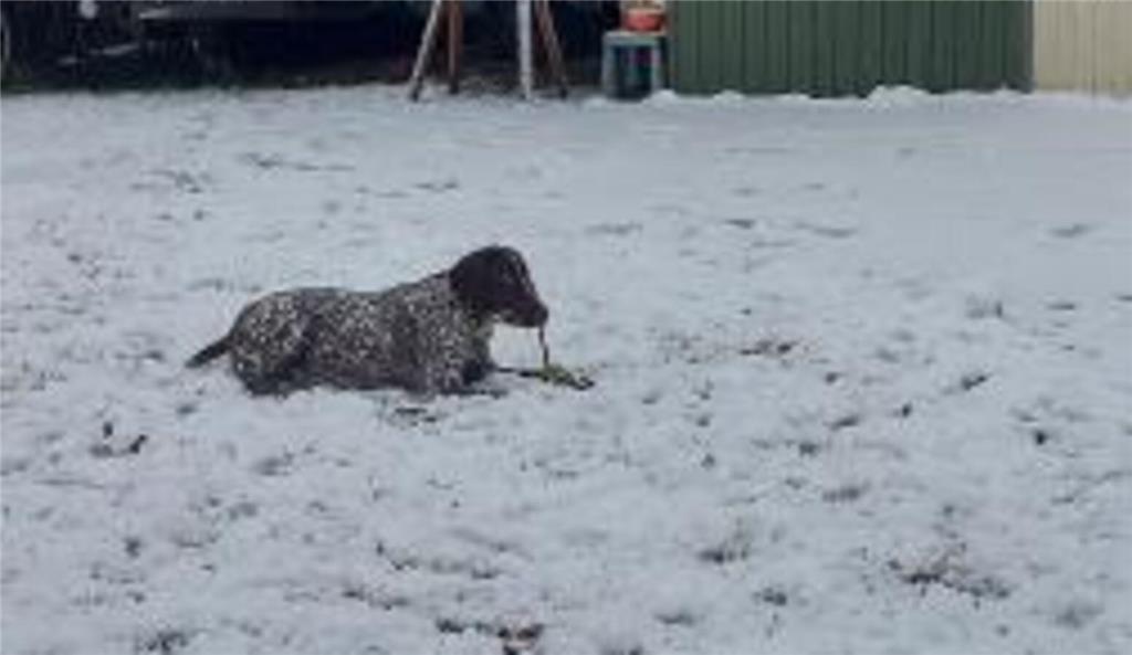Ilvy, 8 Monate alt, genießt ihren ersten Schnee in Heinbockel.