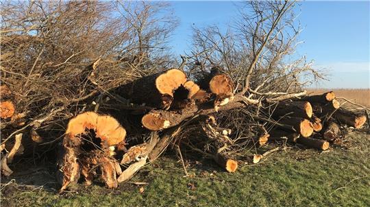 Im Allwördener Außendeich wurden im großen Umfang Weiden gefällt.
