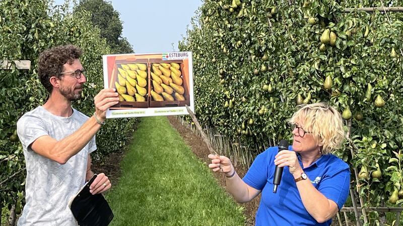 Altländer wollen deutschen Birnen-Markt erobern – dank Technik Im Alten Land stehen die Birnen auf Quitten. Andreas Hahn und Maike Steffens zeigen die Unterschiede bei der Wahl der Unterlagen.