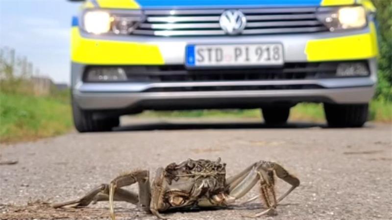Im Alten Land war eine Wollhandkrabbe unterwegs und löste einen Polizeieinsatz aus.