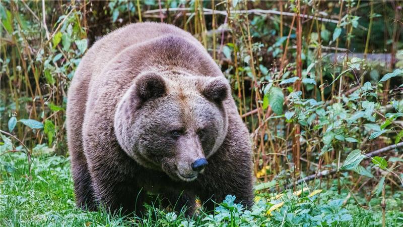 „Problembärin“ Gaia auf Weg in Schwarzwald Im „Alternativen Wolf- und Bärenpark Schwarzwald“ steht eine Bärin. Hier soll künftig auch die Bärin Gaia zuhause sein.