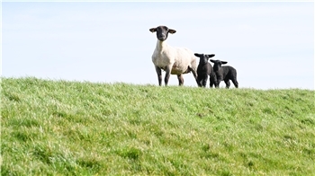 Im April soll ein neuer Schäfer nach Kehdingen kommen (Symbolbild).