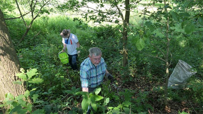 Wie ein Katapult: Harsefelder Grüne gehen Springkraut an den Kragen Im Auetal bei Harsefeld: Entfernen des wuchernden Drüsigen Springkrauts.