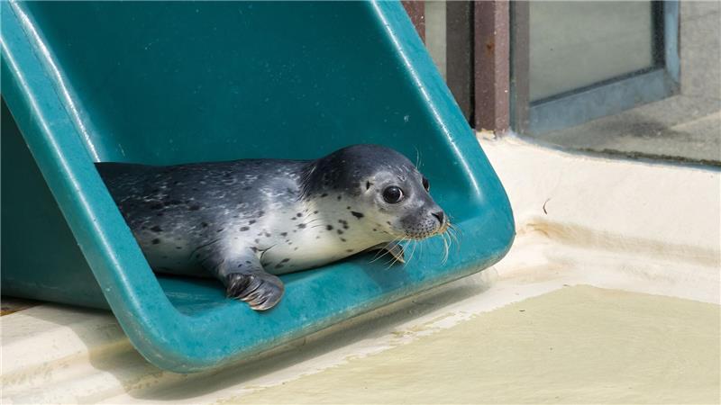 Im Aufzuchtbereich soll Heuler Ariel auf ein Leben in Freiheit vorbereitet werden. 