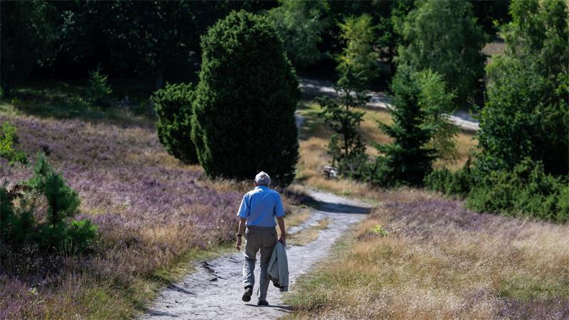 Im August werden viele Urlauber zur Heideblüte erwartet. (Archivbild)