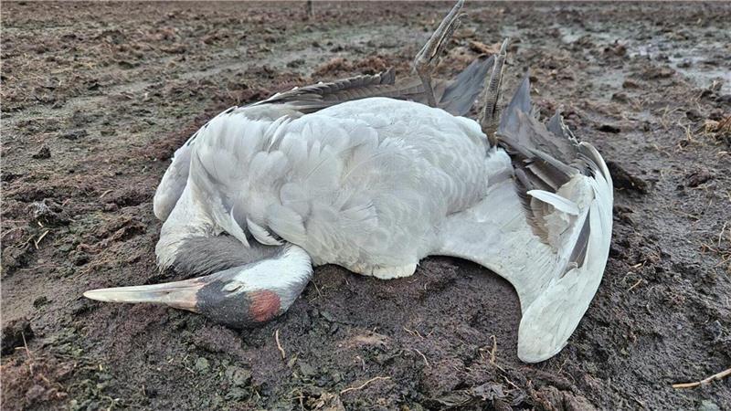 Im Augustendorfer Moor hat der Biologe Axel Roschen 129 tote Kraniche gezählt.