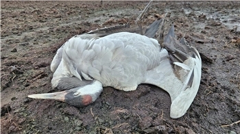 Im Augustendorfer Moor hat der Biologe Axel Roschen 129 tote Kraniche gezählt.