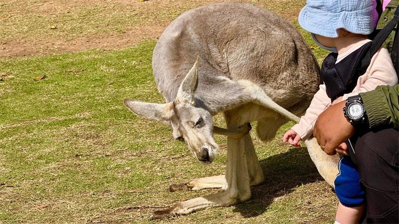 Crikey! Wie der „Crocodile Hunter“ unsterblich wurde Im Australia Zoo können Besucher der australischen Tierwelt ganz nah kommen.