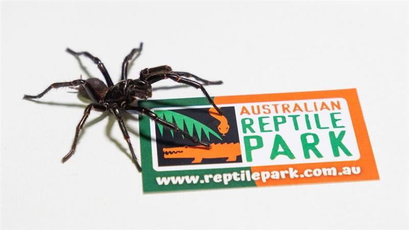 Im Australian Reptile Park werden die Männchen zur Herstellung eines Gegengifts gemolken.