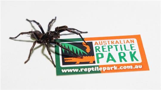 Im Australian Reptile Park werden die Männchen zur Herstellung eines Gegengifts gemolken.