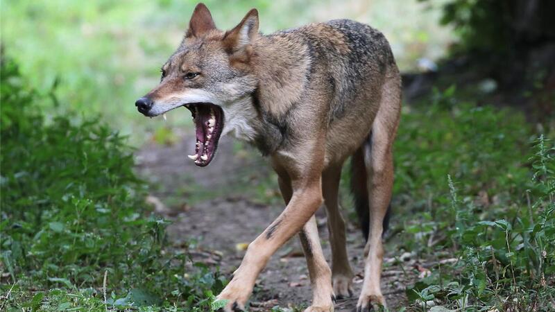 Es war ein Wolf: Acht tote und mehrere verletzte Schafe in Butjadingen Im Bereich Eckwarden und Langwarden hat ein Wolf (Symbolbild) mehrere Schafe gerissen.