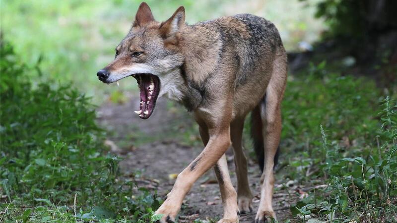 Im Bereich Eckwarden und Langwarden hat ein Wolf (Symbolbild) mehrere Schafe gerissen.