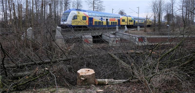 Im Bereich des Bahntunnels „Harburger Straße“ sind am Mittwoch zahlreiche Bäume gefällt worden. Auf der gegenüberliegenden Seite der Kreisstraße 40 fiel einer auf das Gleis in Richtung Hamburg. Foto Vasel