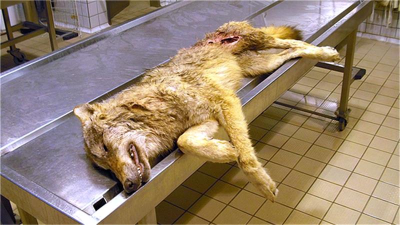 Im Berliner Leibniz-Institut für Zoo- und Wildtierforschung (IZW) werden rund 100 tote Wölfe pro Jahr untersucht. Foto: Leibniz-IZW