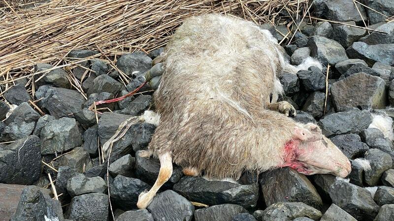 Wolf im Alten Land: Verwaltungsgericht stoppt für eine Woche Abschussgenehmigung Im Deichvorland liegt eines der vom Wolf getöteten Schafe.