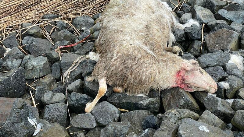 Eilverfahren: Stader Gericht stoppt Abschuss des Jorker Wolfs Im Deichvorland liegt eines von sieben toten Schafen von der zweiten Wolfs-Attacke auf Hahnöfersand.