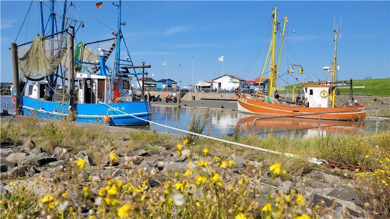 Im Dorumer Kutterhafen hat sich die Zahl der traditionellen Fischkutter binnen eines Jahres von vier auf zwei halbiert. Die „Nixe“ von Stephan Hellberg (links) ist noch im Einsatz, genauso wie die rote „Wangerland“ von Björn Stelling (hier nicht im Bild). Die „Heimatland“ (orange) steht zum Verkauf. Eigentümer Manfred Hellberg hat die Fischerei aufgegeben. 