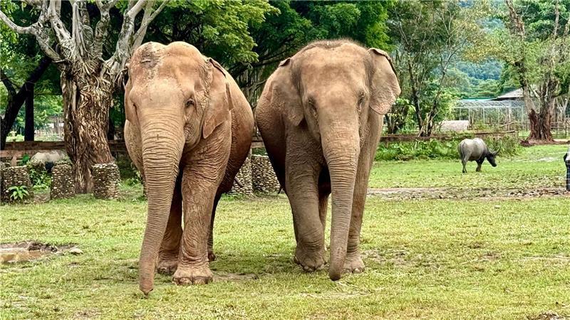 Die Elefantenflüsterin von Chiang Mai Im Elephant Nature Park können Elefanten nach Jahren der Ausbeutung neue Freundschaften schließen.