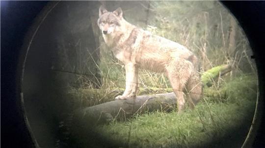 Im Fadenkreuz: Wann ist der Abschuss eines Wolfs rechtlich keine Grauzone, sondern gesetzlich verbindlich geregelt? Es gibt viele offene Fragen in der Gesamtthematik. 